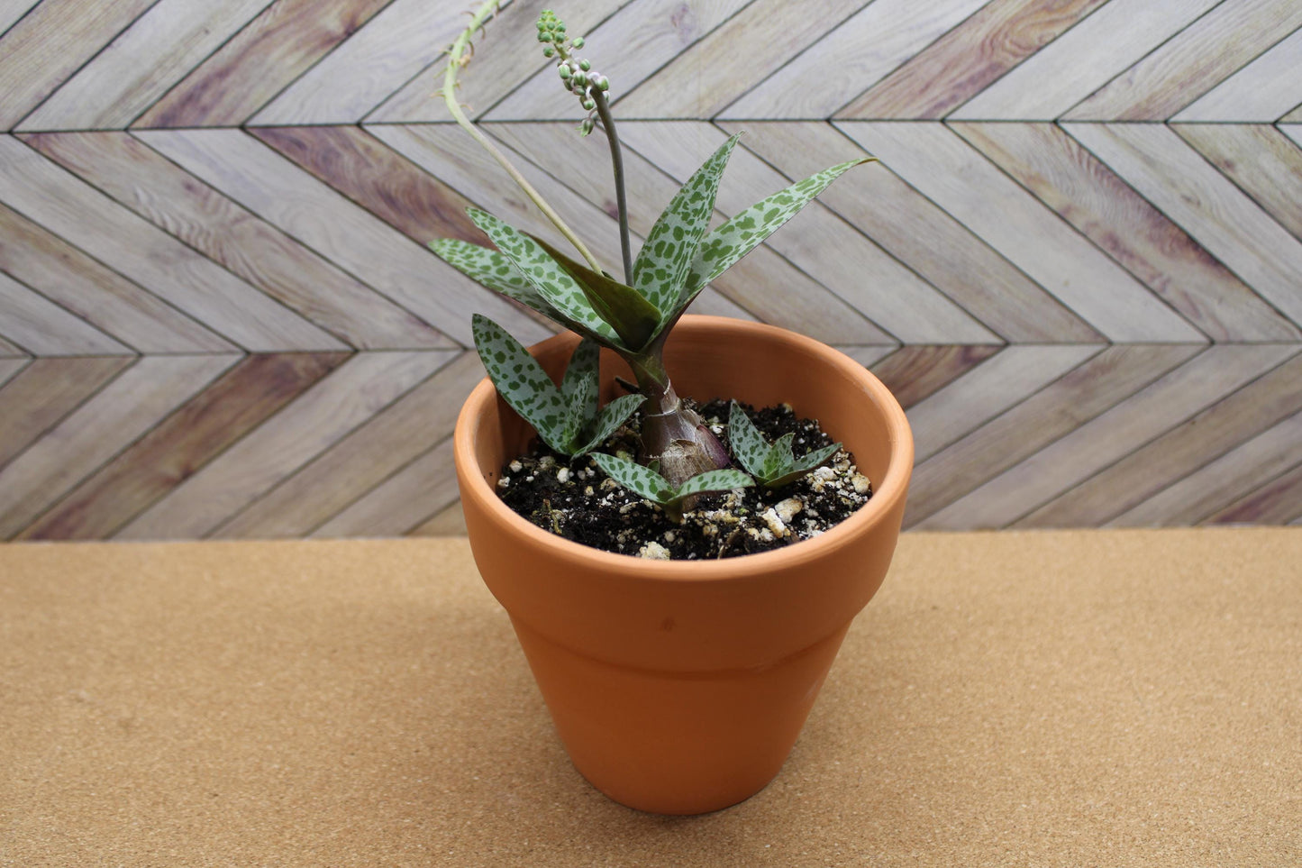 4 inch Ledebouria socialis 'Silver Squill'  'Leopard Lily'