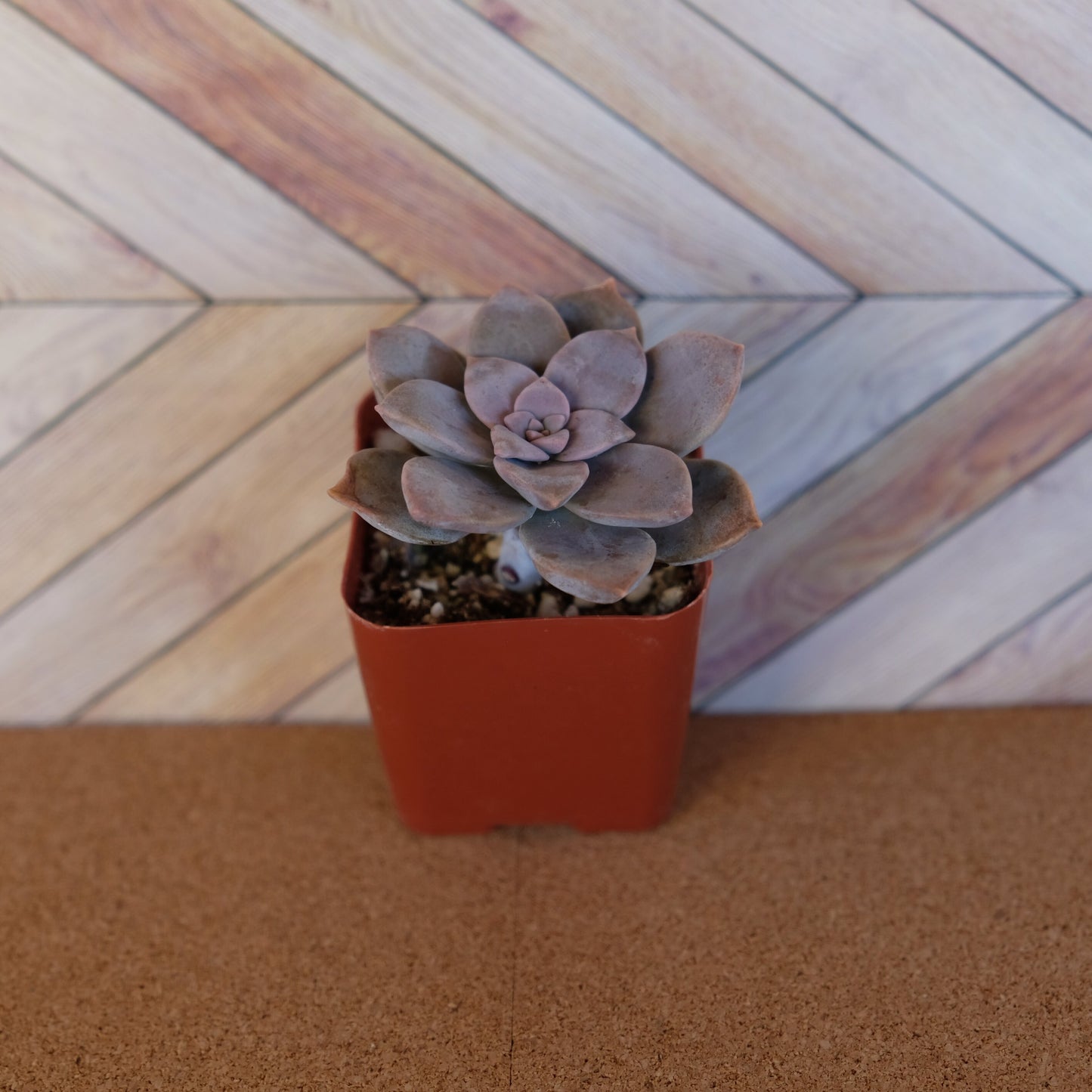 2 inch graptopetalum superbum 'purple ghost plant'