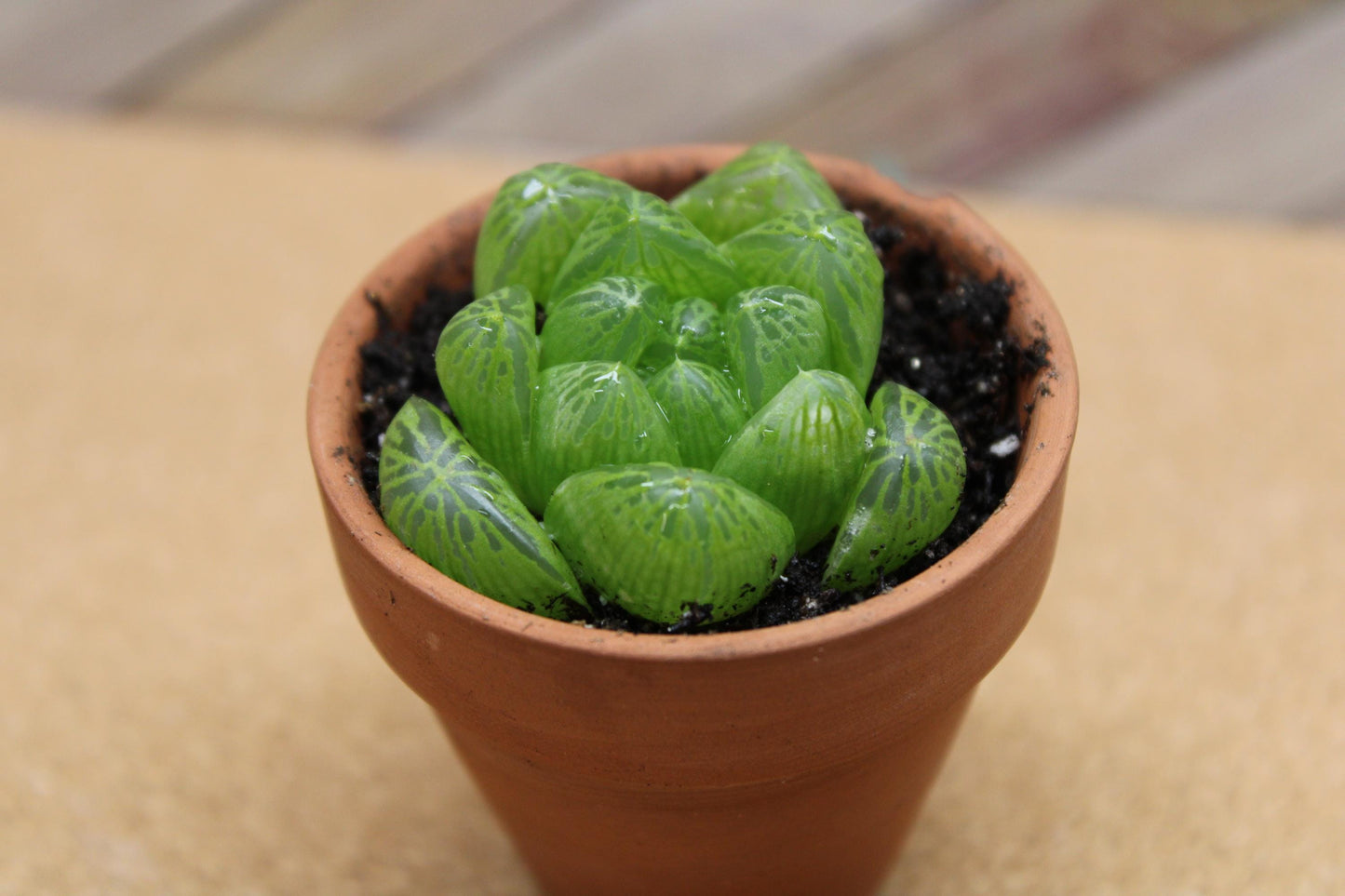 2 inch Haworthia cooperi