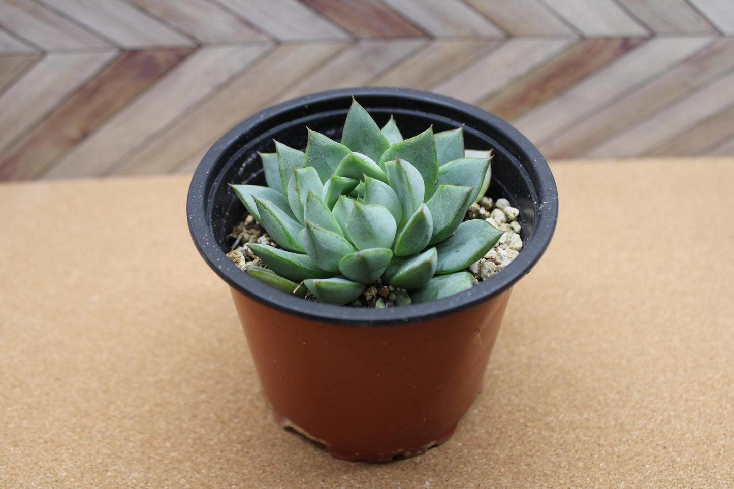 4 inch Echeveria purpusorum ‘Gliva’