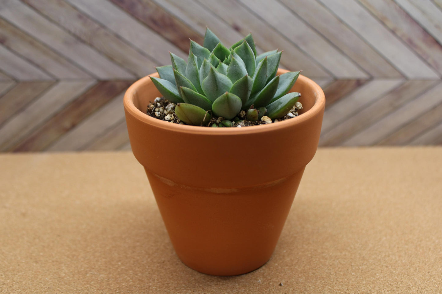 4 inch Echeveria purpusorum ‘Gliva’