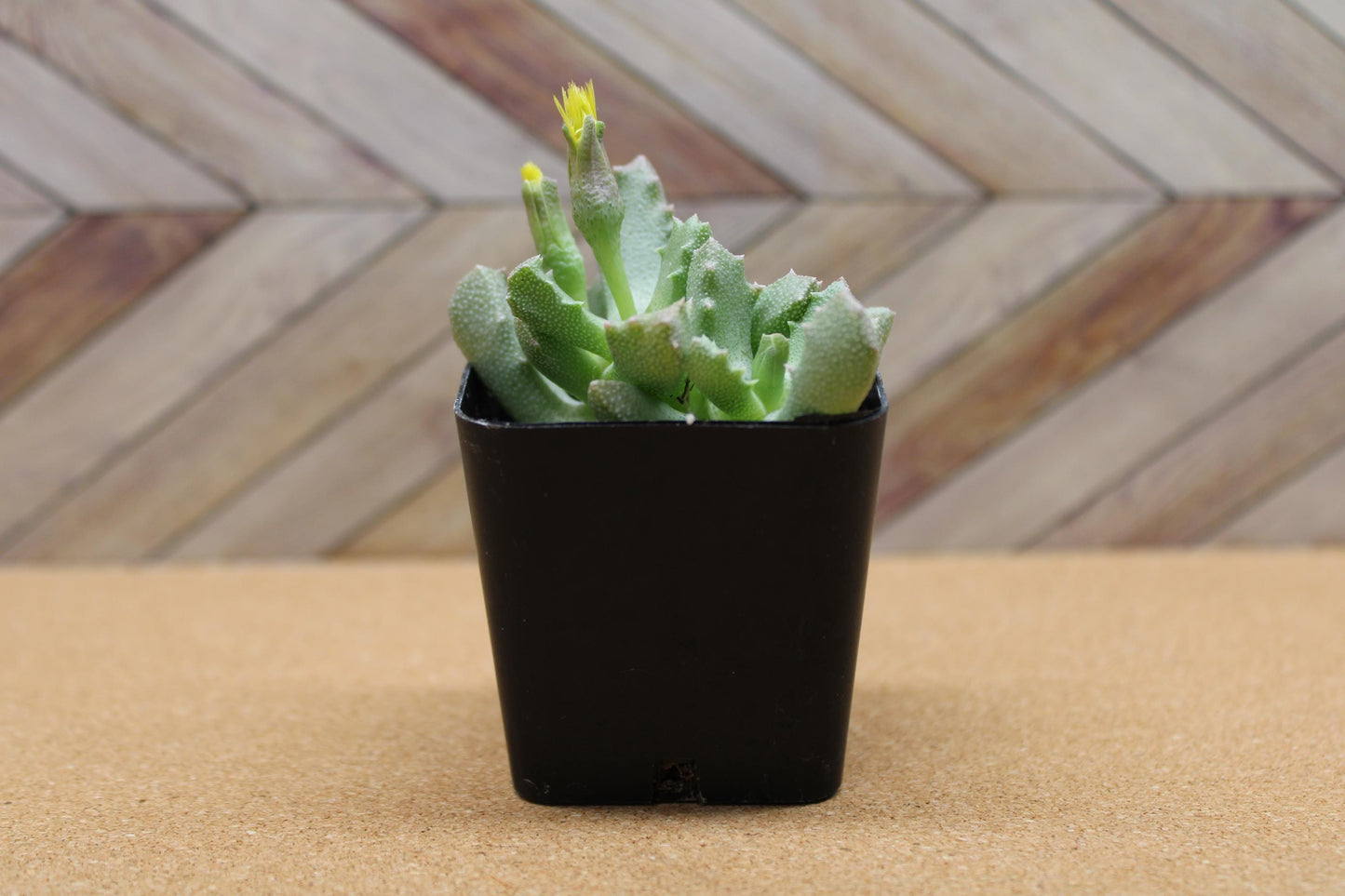 2 inch Stomatium mustellinum 'Living Stone Succulent'