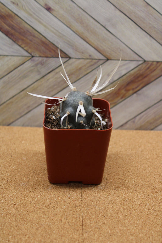 2 inch potted Paper Spine Cactus 'Tephrocactus'