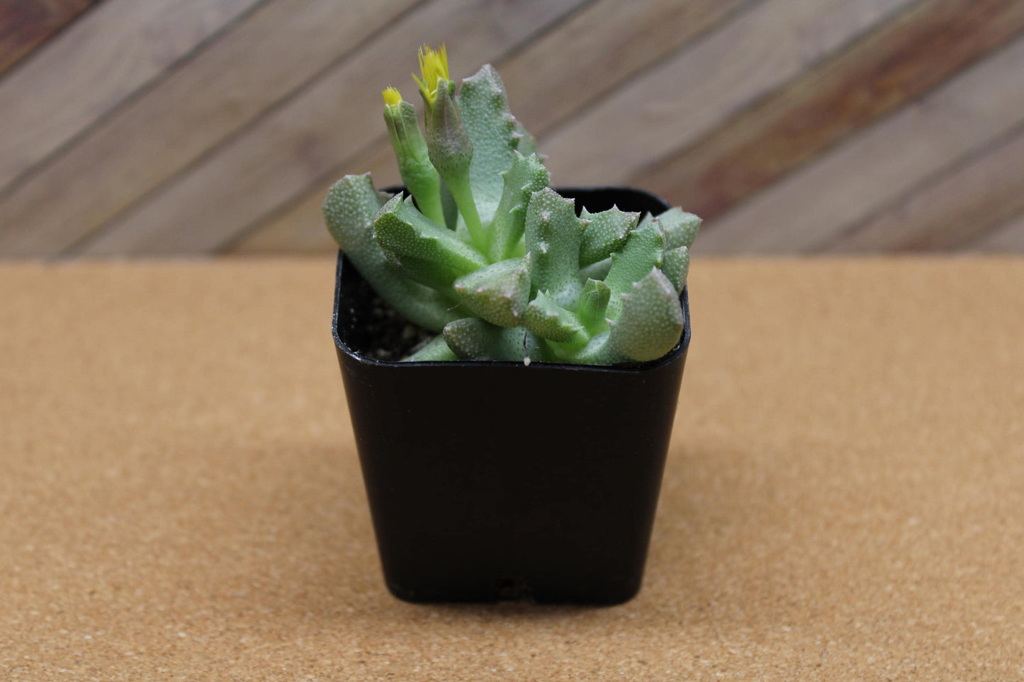 2 inch Stomatium mustellinum 'Living Stone Succulent'