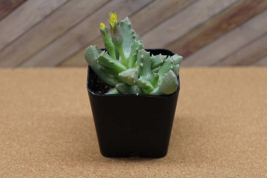 2 inch Stomatium mustellinum 'Living Stone Succulent'