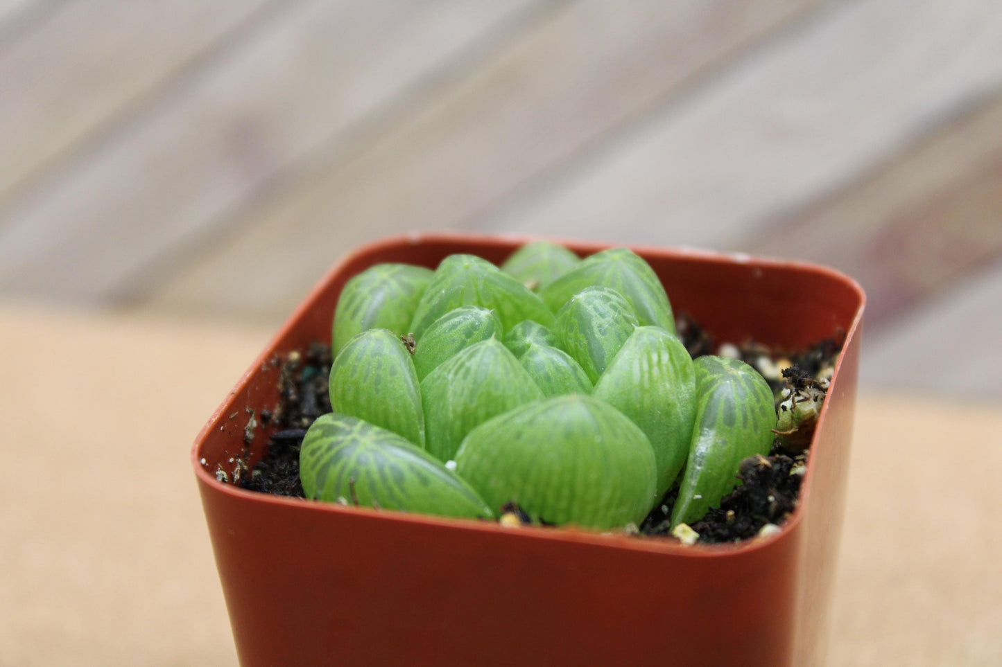 2 inch Haworthia cooperi
