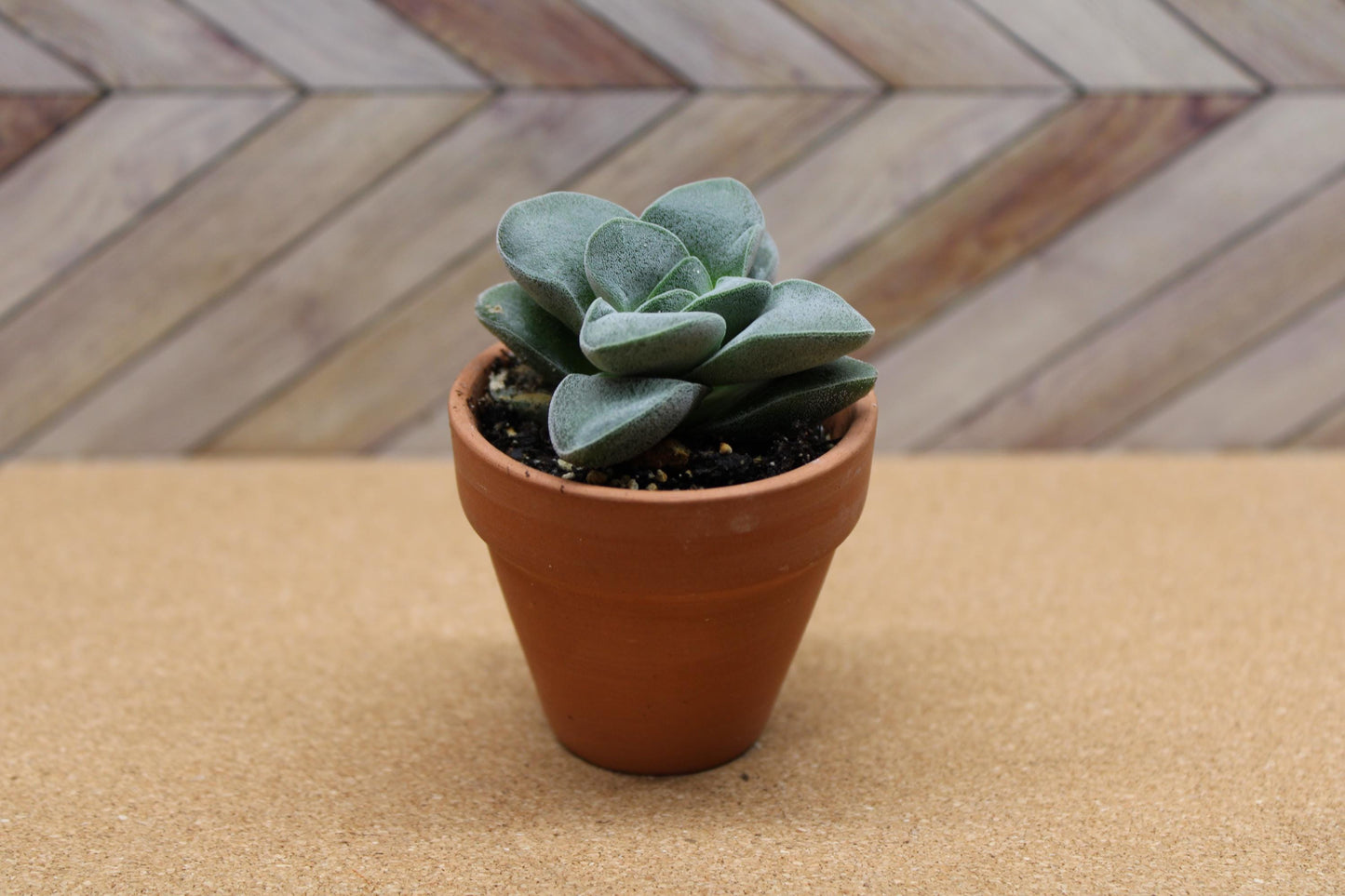 2 inch Crassula ‘Silver Springtime’