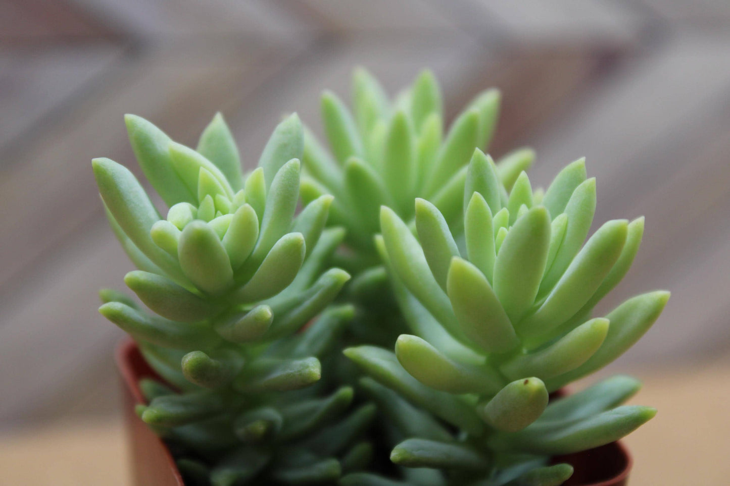 2 Inch Donkey Tail ‘Harry Butterfield’ – Sedum morganianum