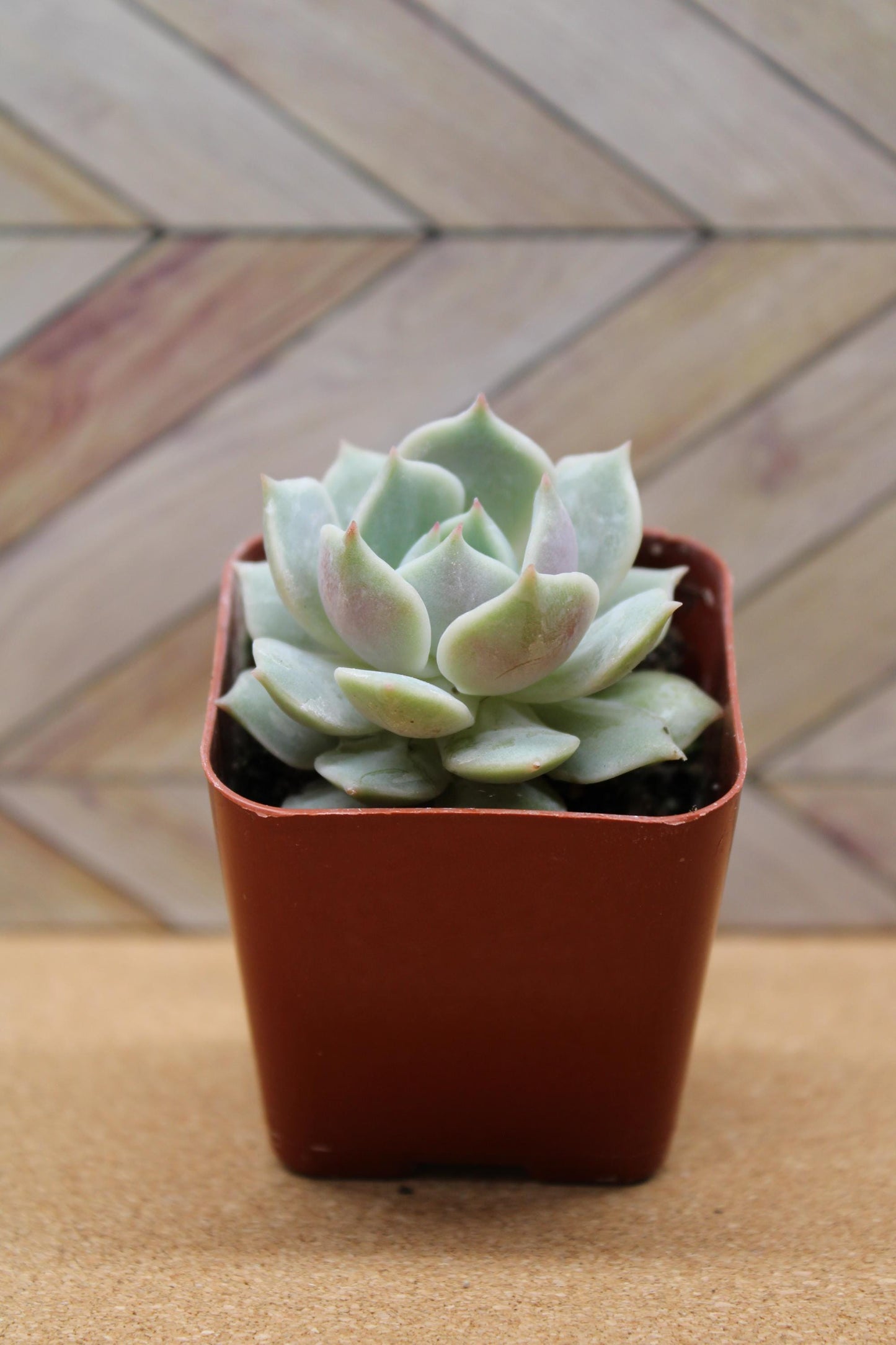 2 inch Echeveria 'Lola'
