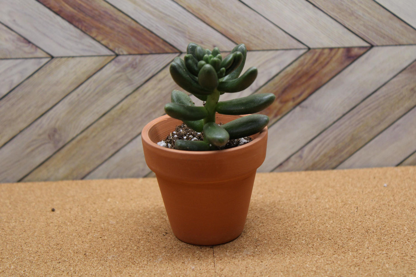 2 inch Cremnosedum ‘Crocodile’