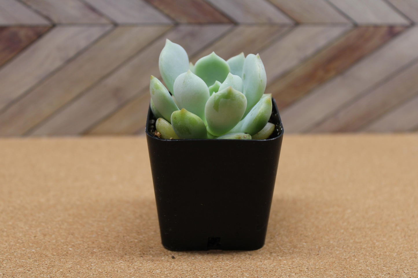 2 inch Echeveria ‘Moonglow’