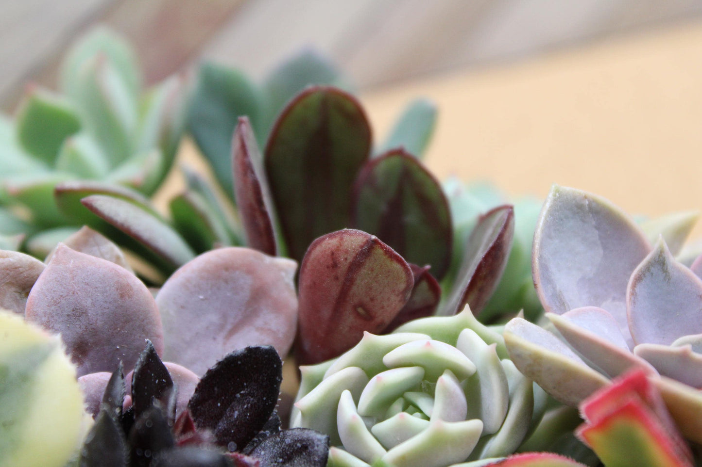10 Assorted Rosette Succulent Cuttings – 20+ Mixed Varieties – Unrooted Small Succulent Cuttings for Crafting, Arrangements & Gardens