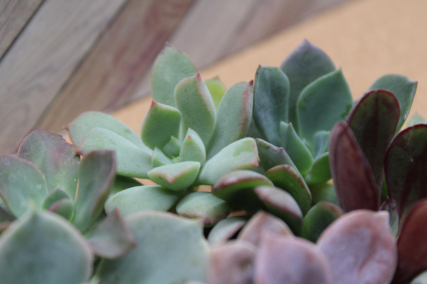 10 Assorted Rosette Succulent Cuttings – 20+ Mixed Varieties – Unrooted Small Succulent Cuttings for Crafting, Arrangements & Gardens