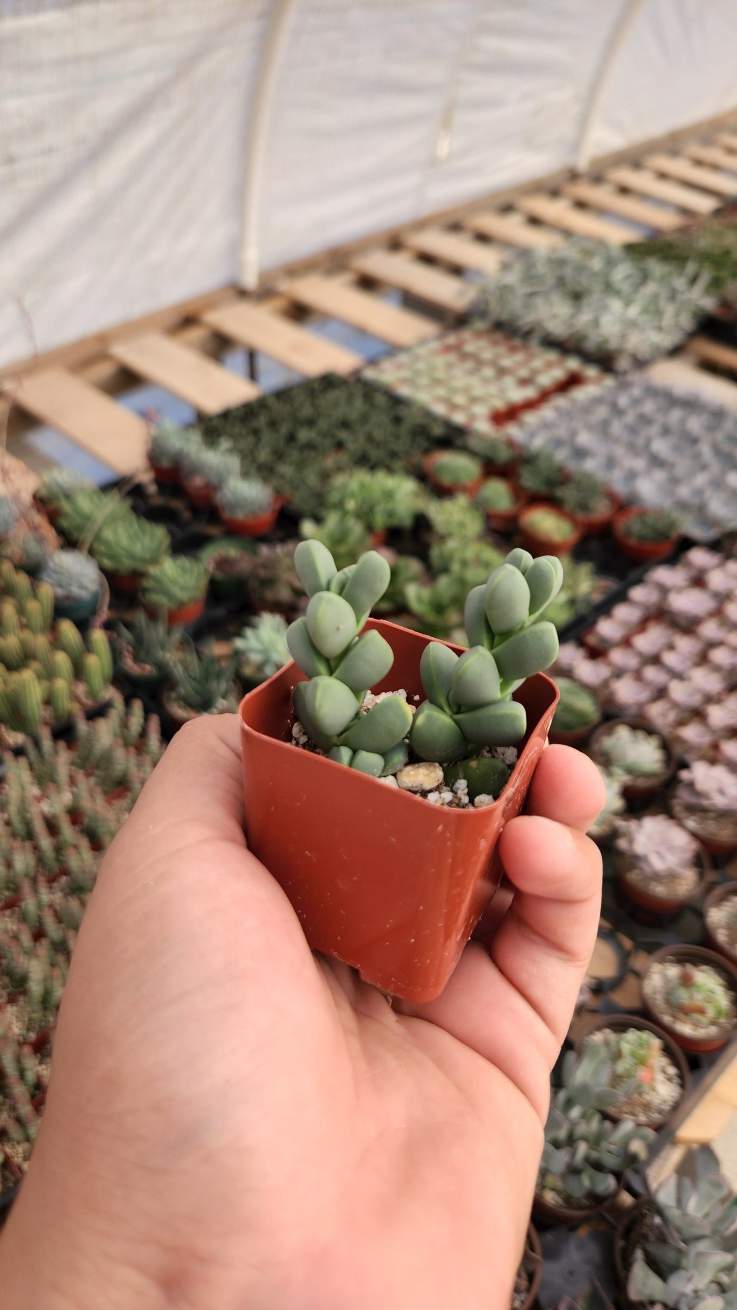 2 inch Ice Plant succulent 'Corpuscularia Lehmannii'