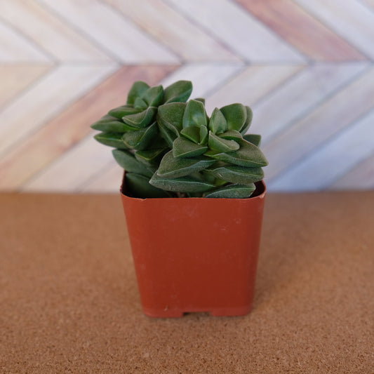 2 inch crassula 'springtime'