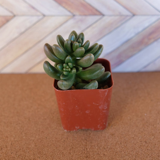 2 inch Cremnosedum ‘Crocodile’