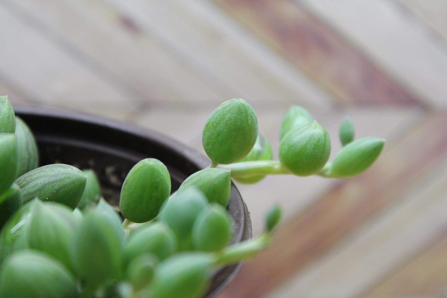 4 inch String of Watermelons
