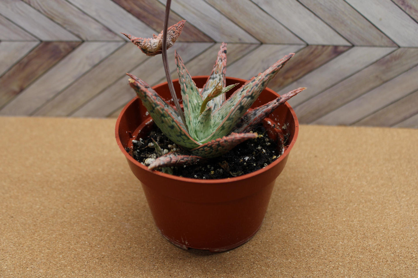 4 Inch Aloe ‘Pink Blush’