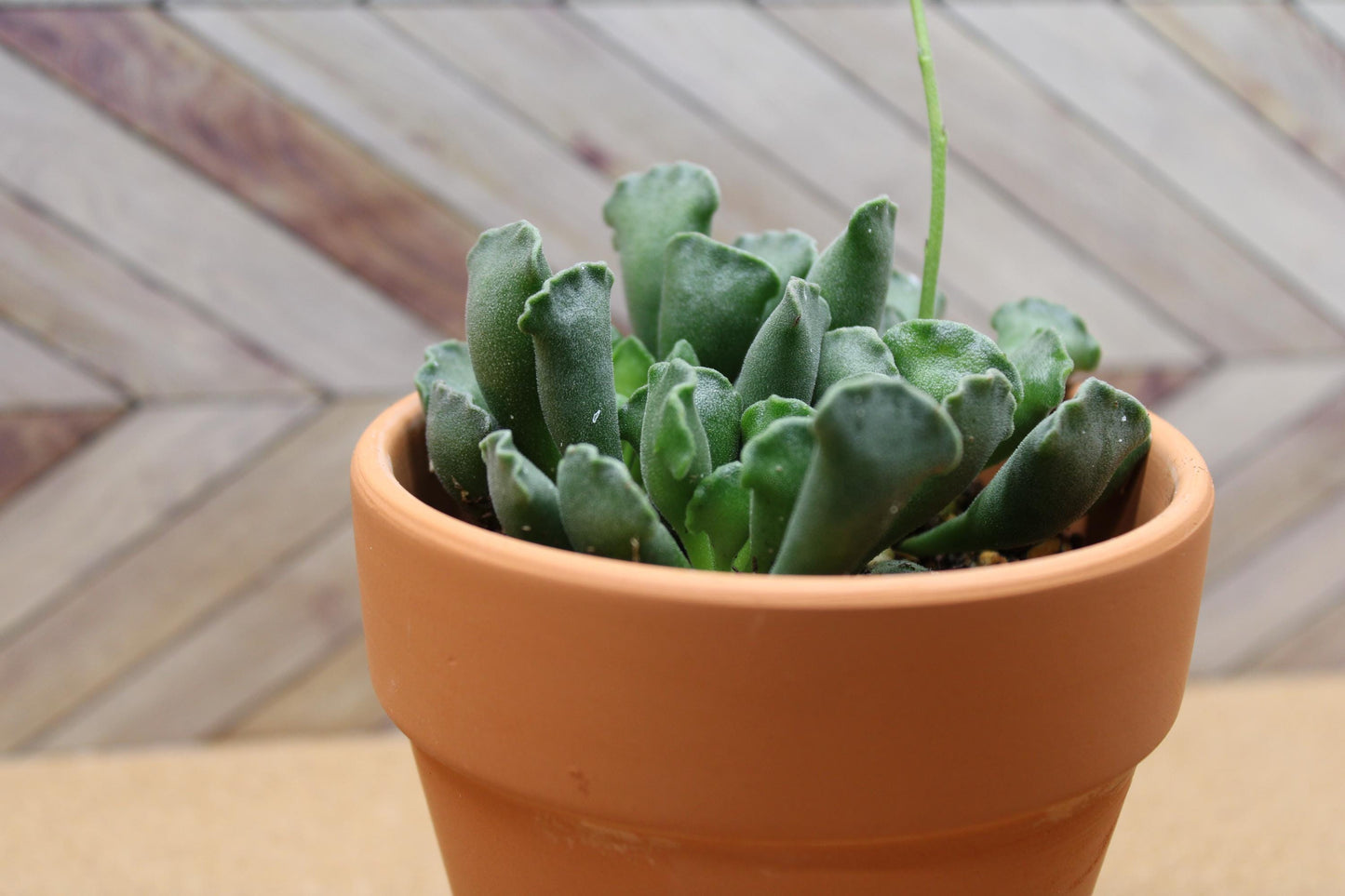 4 inch Crinkle Leaf Plant aka Key Lime Pie
