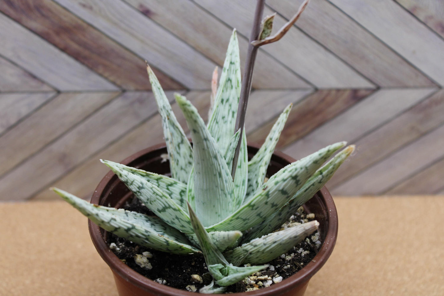 4 Inch Aloe ‘Snowflake’