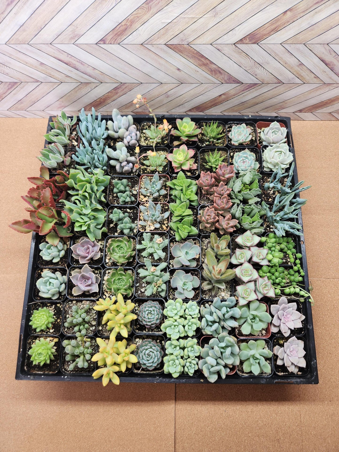 Randomly assorted bulk packs of 2 inch succulents potted and rooted for diy projects, party favor, fairy gardens and more