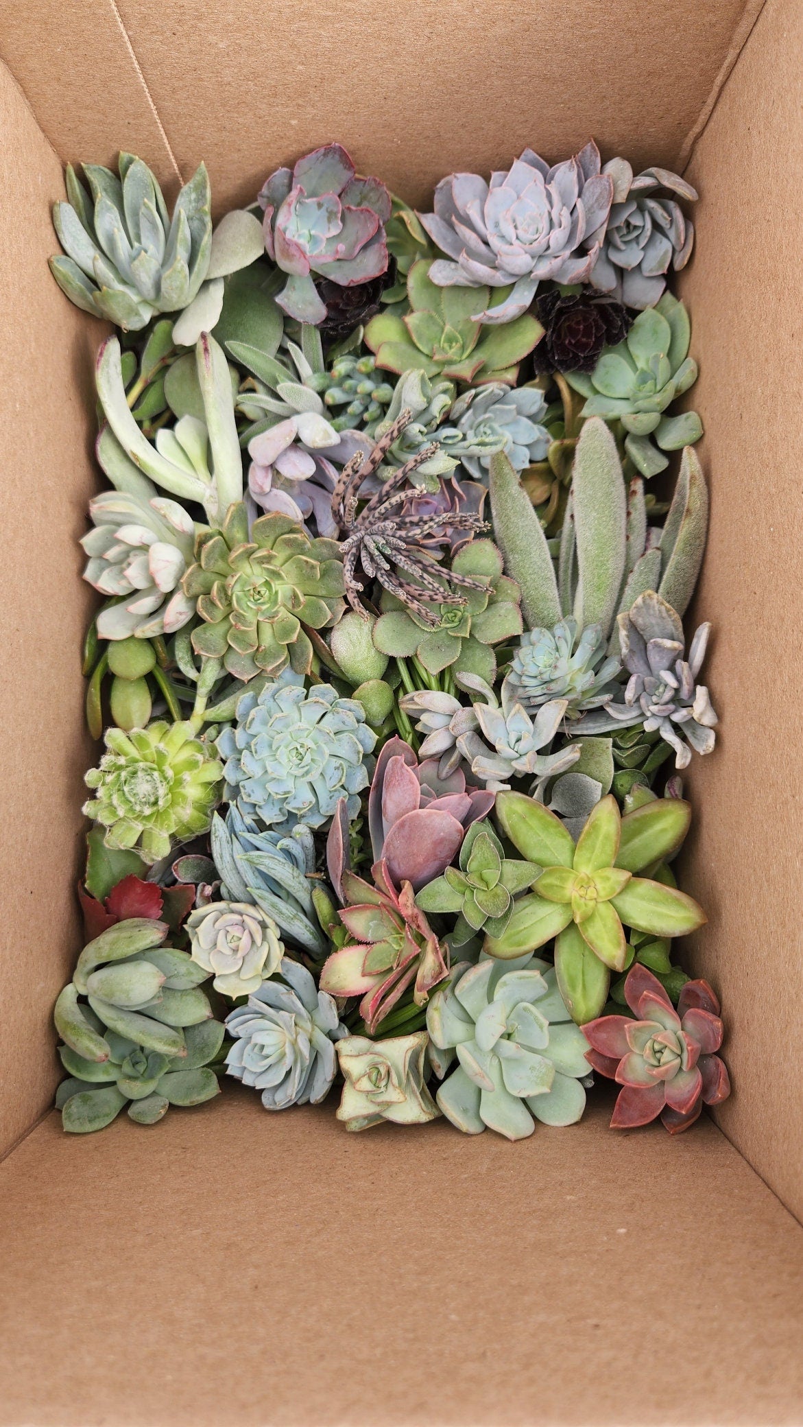 10/20/40/60/80/100 assorted succulent cuttings 40+ varieties possible, ready to plant for diy projects, party favor, fairy gardens