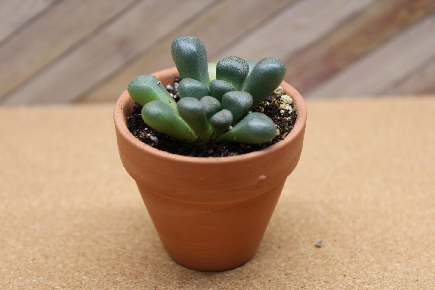 2 inch Aloinopsis schooneesii ‘Living Stone’
