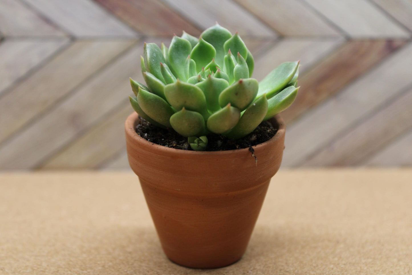 2 inch Graptoveria ‘Olivia’