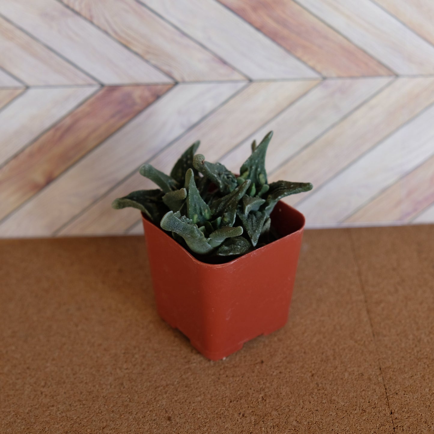 2 inch Faucaria tuberculosa 'pebbled tigers jaw'