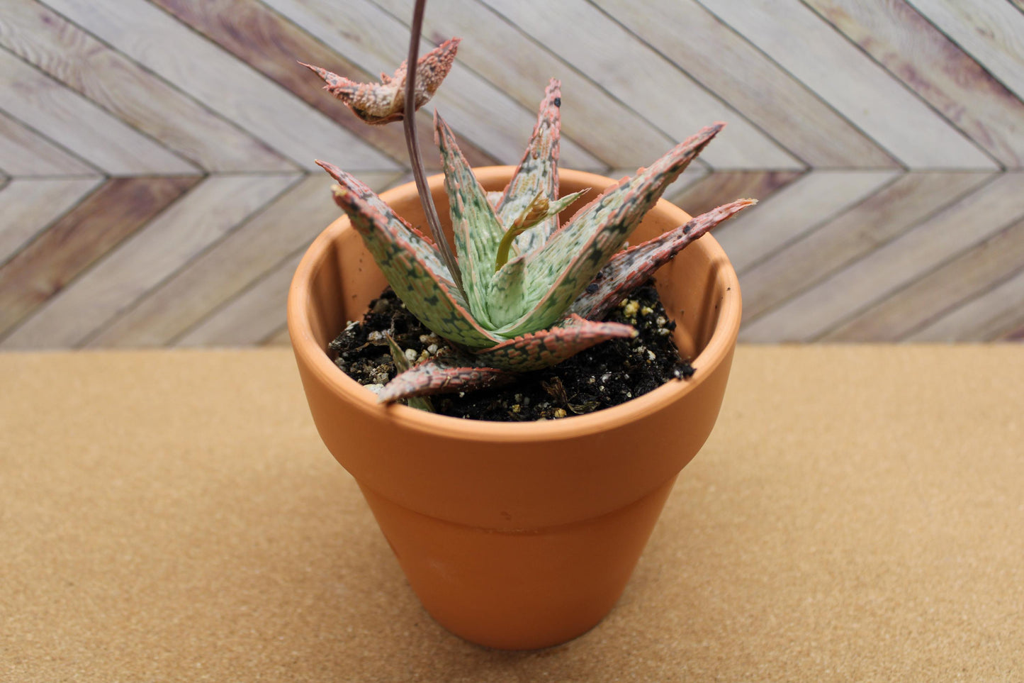 4 Inch Aloe ‘Pink Blush’