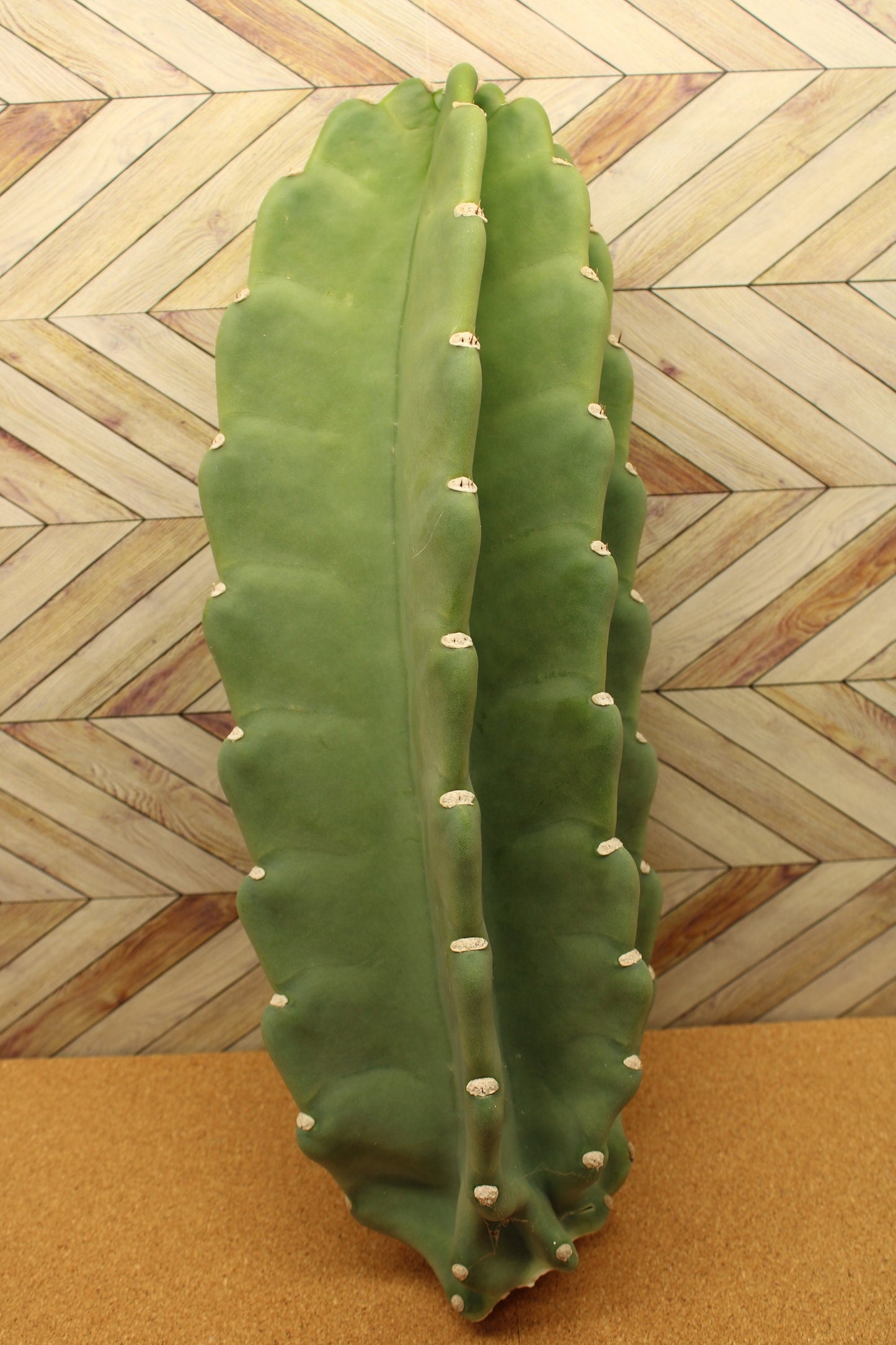 Peruvian Apple Cactus unrooted Cuttings