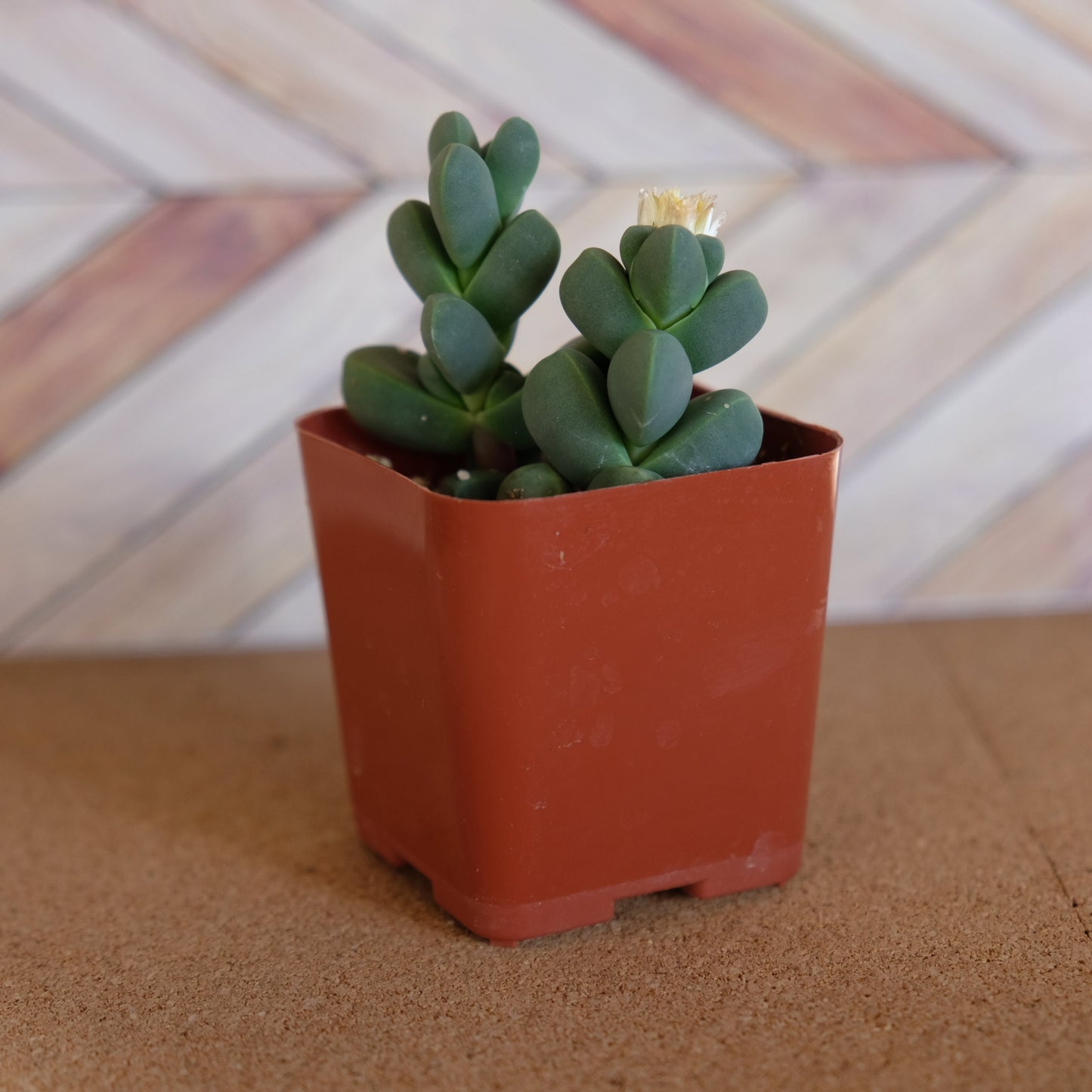 2 inch Ice Plant succulent 'Corpuscularia Lehmannii'