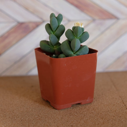 2 inch Ice Plant succulent 'Corpuscularia Lehmannii'