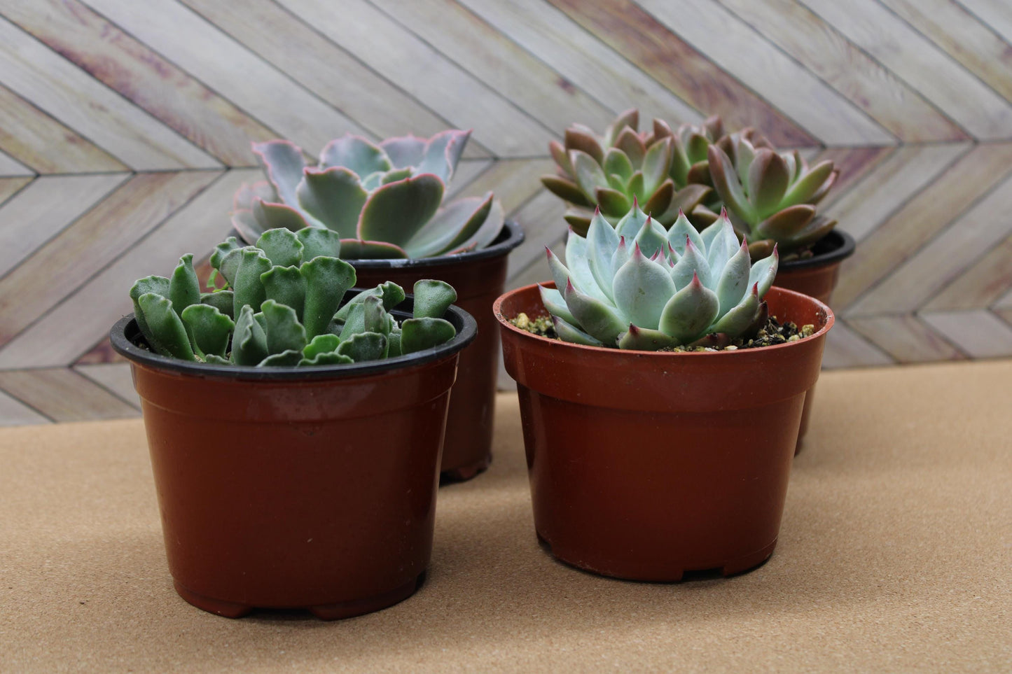 Randomly assorted "4 Inch pot" succulents & Catci, potted and rooted for diy projects, party favor, fairy gardens and more