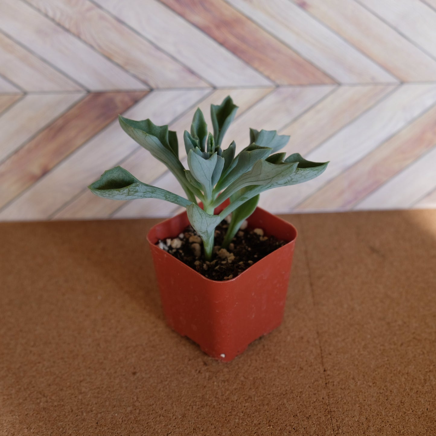 Randomly assorted bulk packs of 2 inch succulents potted and rooted for diy projects, party favor, fairy gardens and more