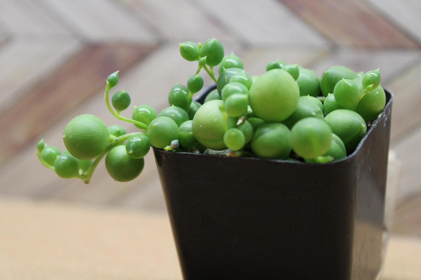2 Inch String of Pearls