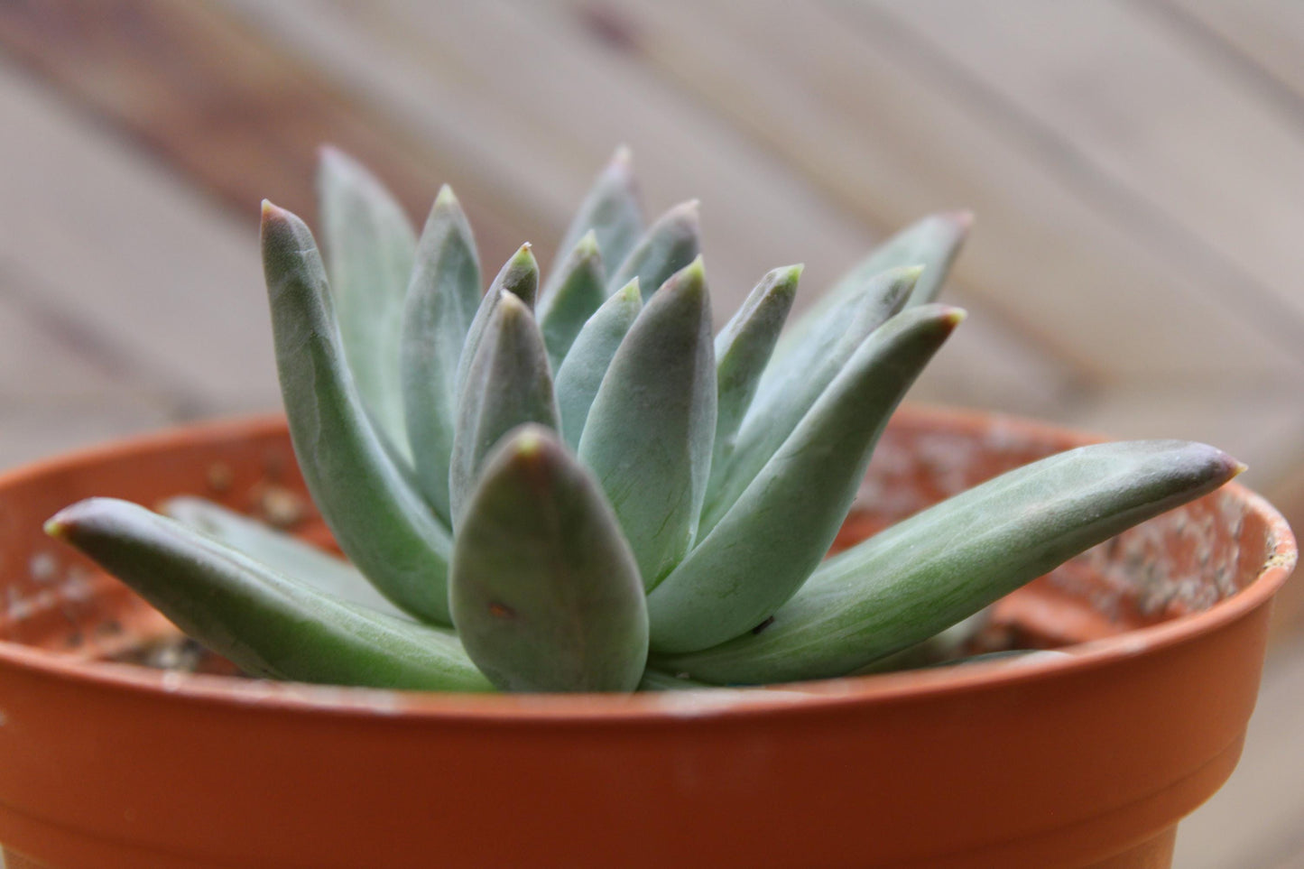 4 inch Pachyveria glauca ‘Little Jewel’