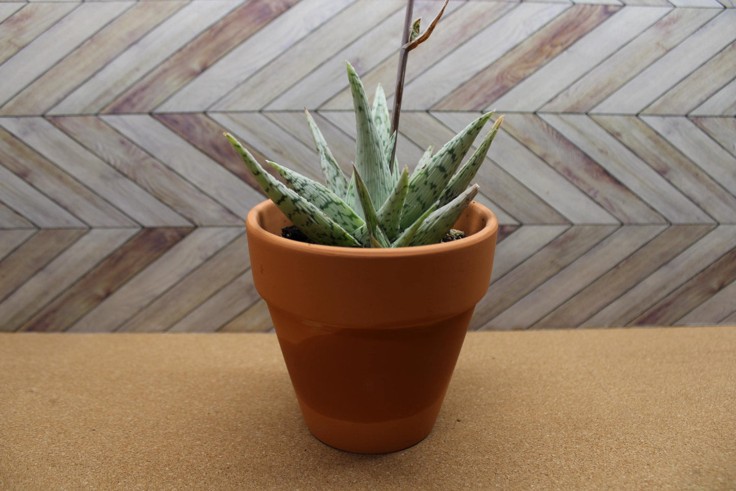 4 Inch Aloe ‘Snowflake’