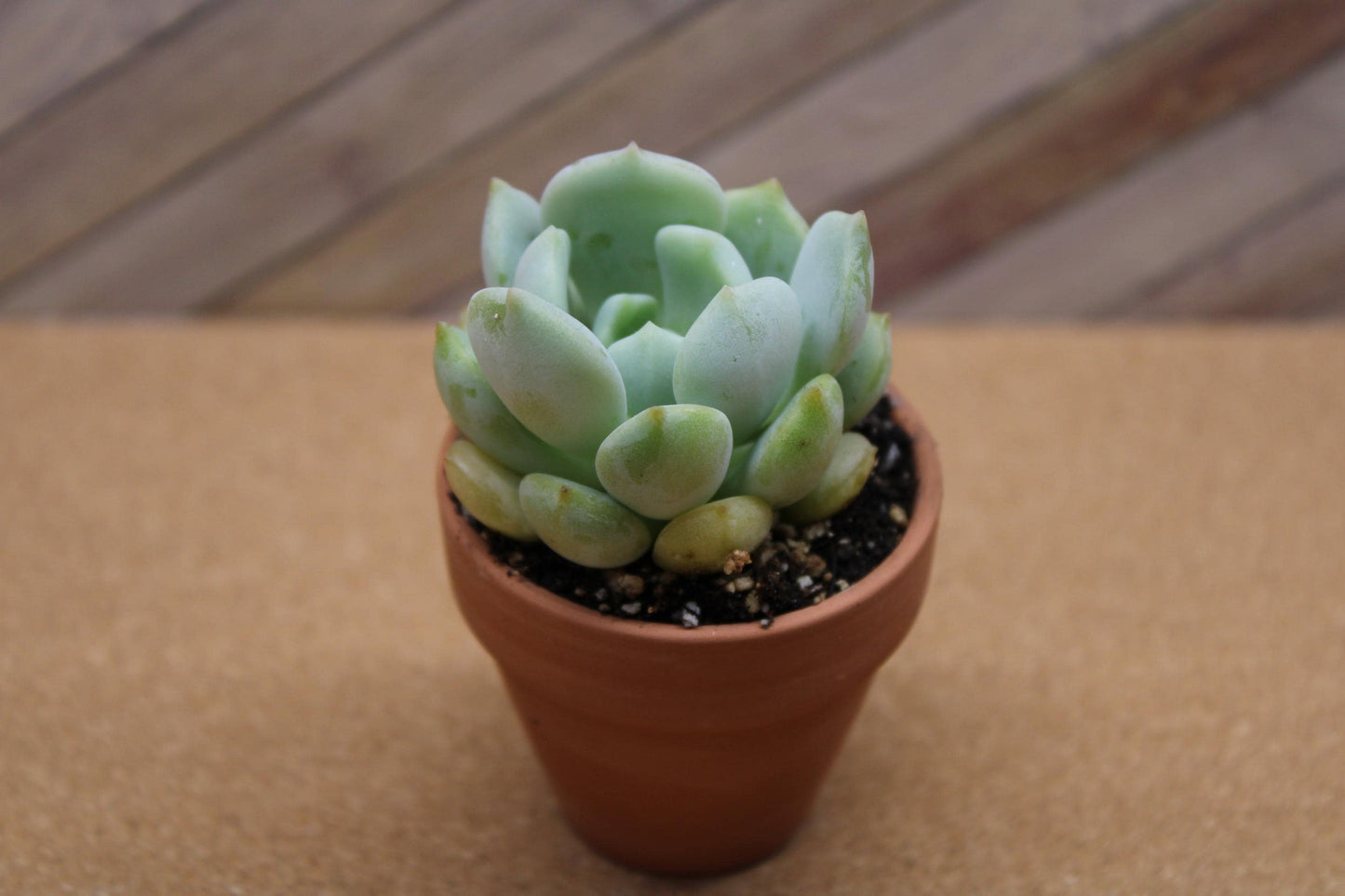 2 inch Echeveria ‘Moonglow’