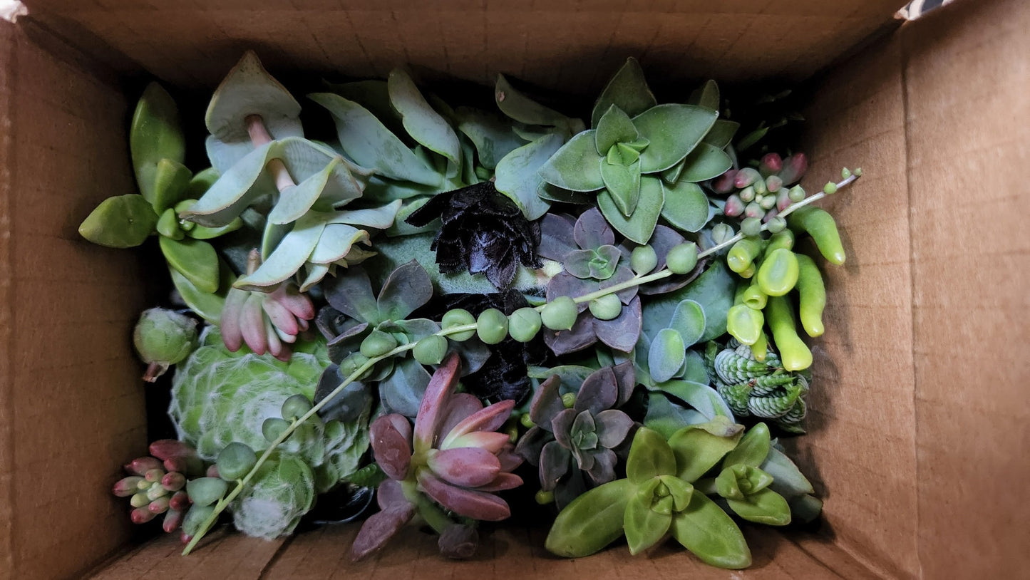 10/20/40/60/80/100 assorted succulent cuttings 40+ varieties possible, ready to plant for diy projects, party favor, fairy gardens