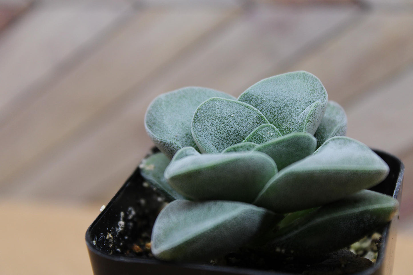 2 inch Crassula ‘Silver Springtime’