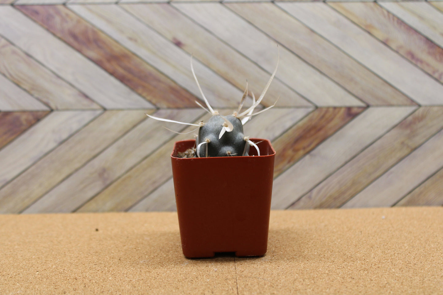 2 inch potted Paper Spine Cactus 'Tephrocactus'
