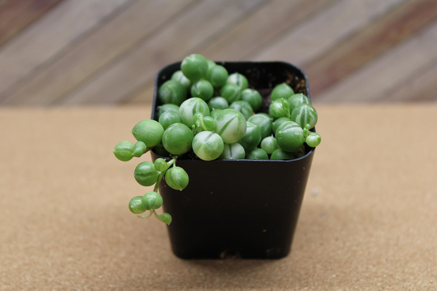 2 Inch Variegated String of Pearls