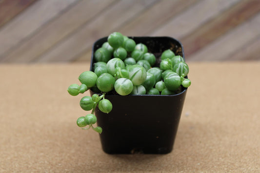 2 Inch Variegated String of Pearls