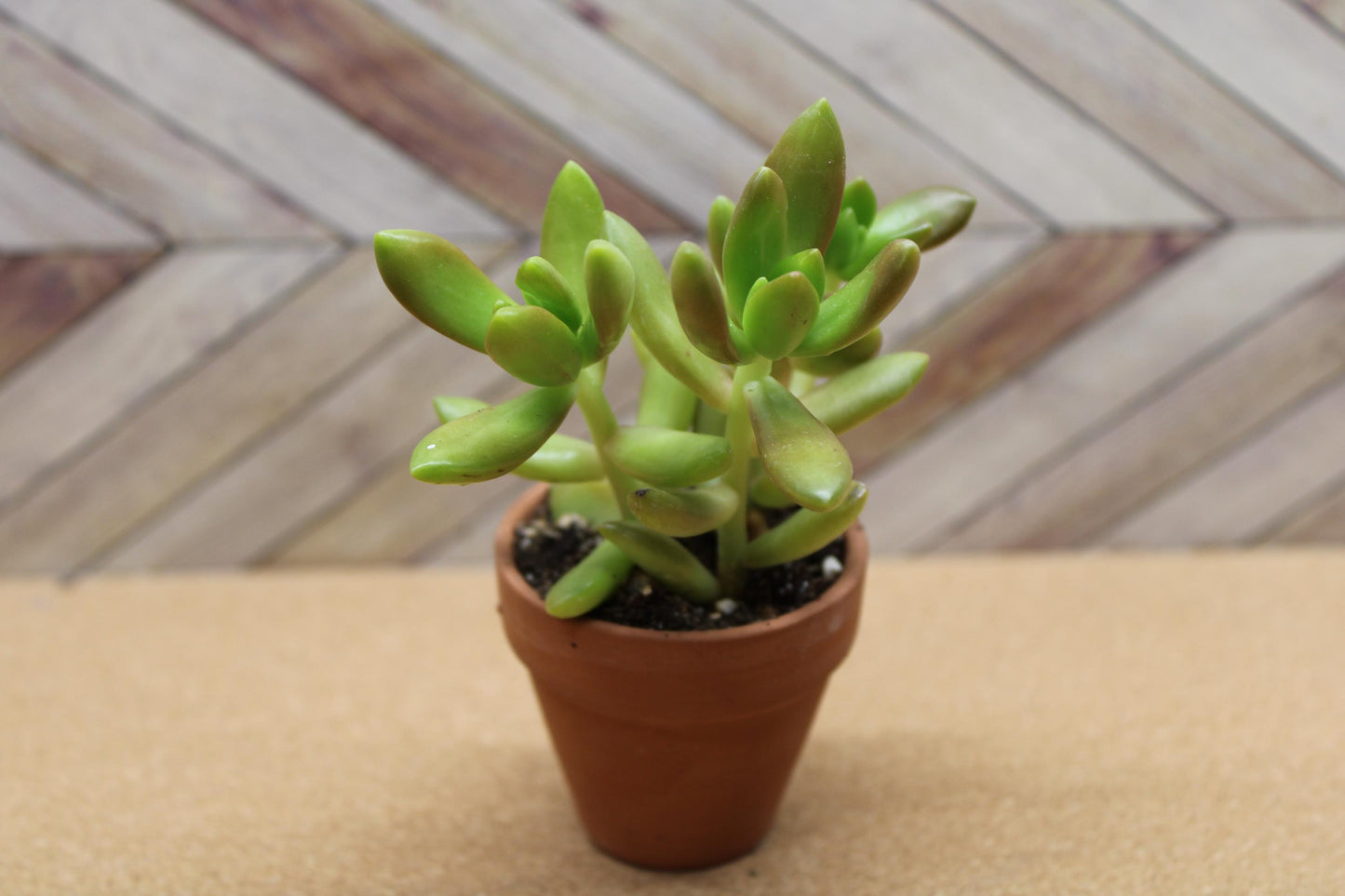 2 inch Sedum adolphi  'Golden Sedum'