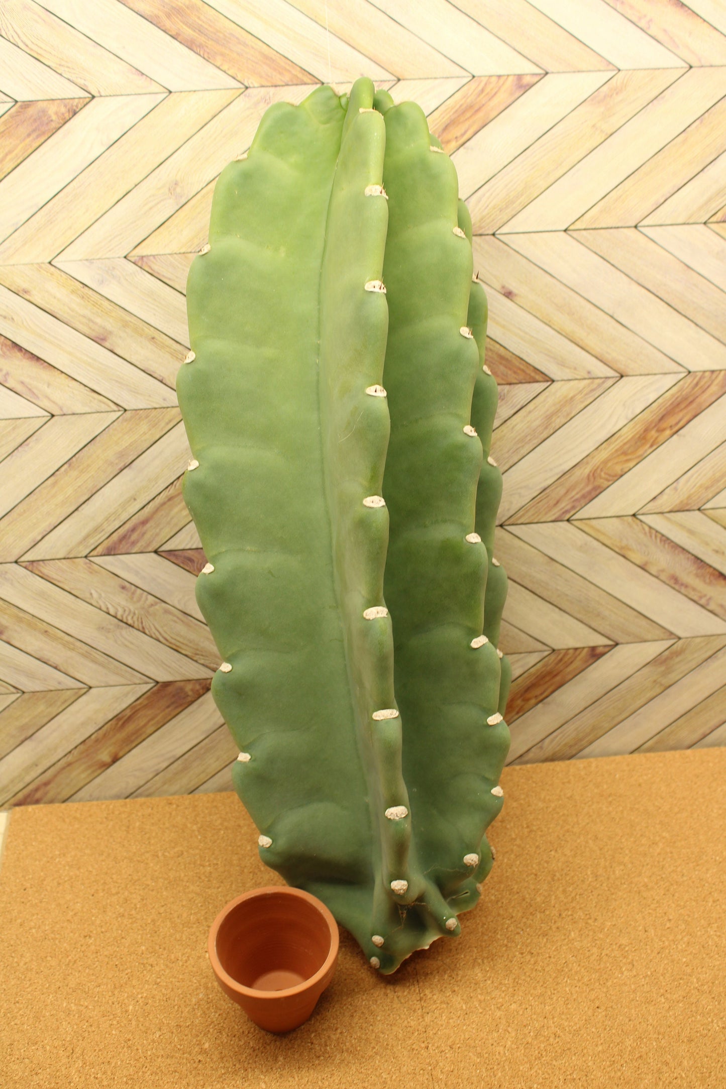 Peruvian Apple Cactus unrooted Cuttings