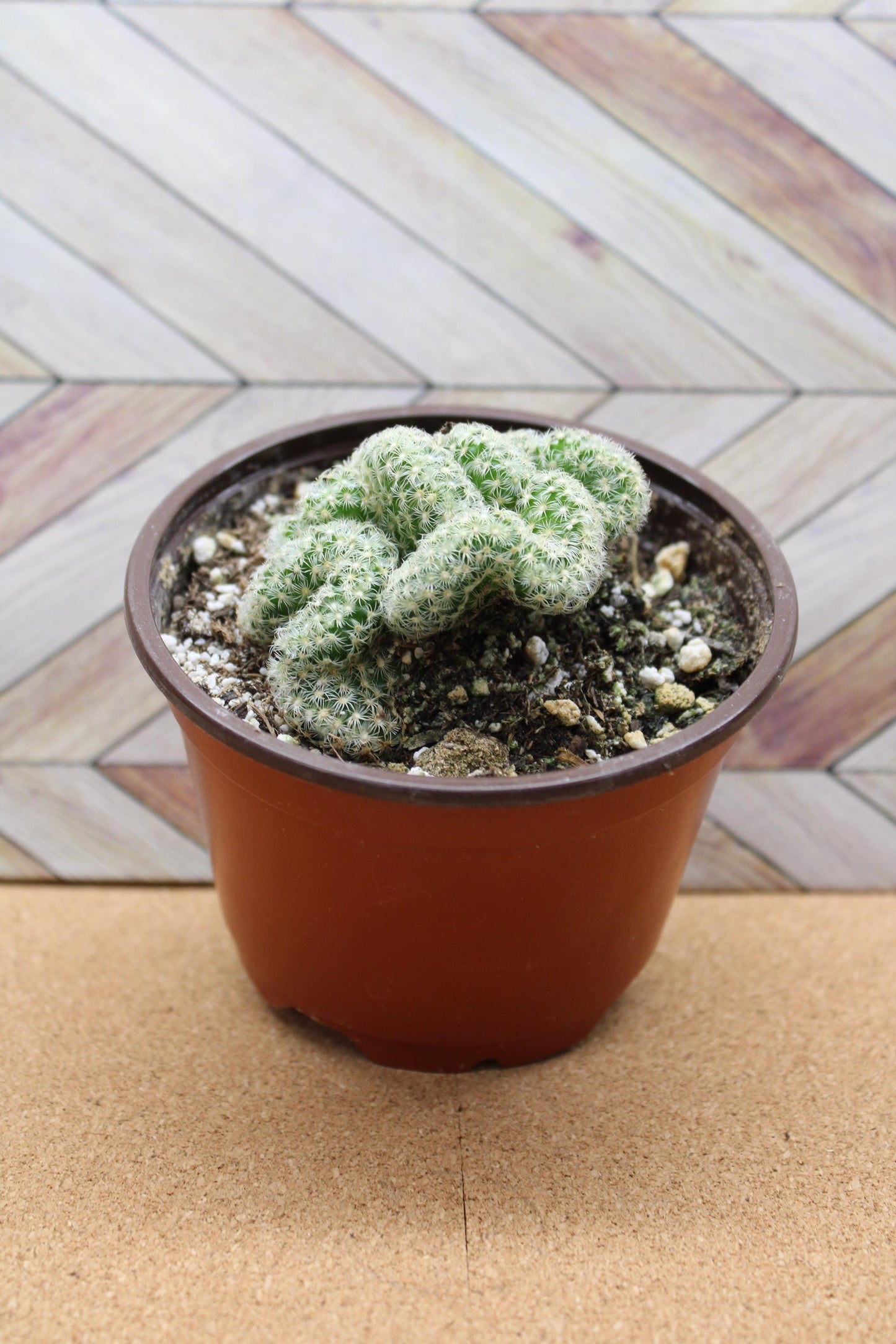 4 inch Mammillaria elongata cristata 'Brain Cactus' crested