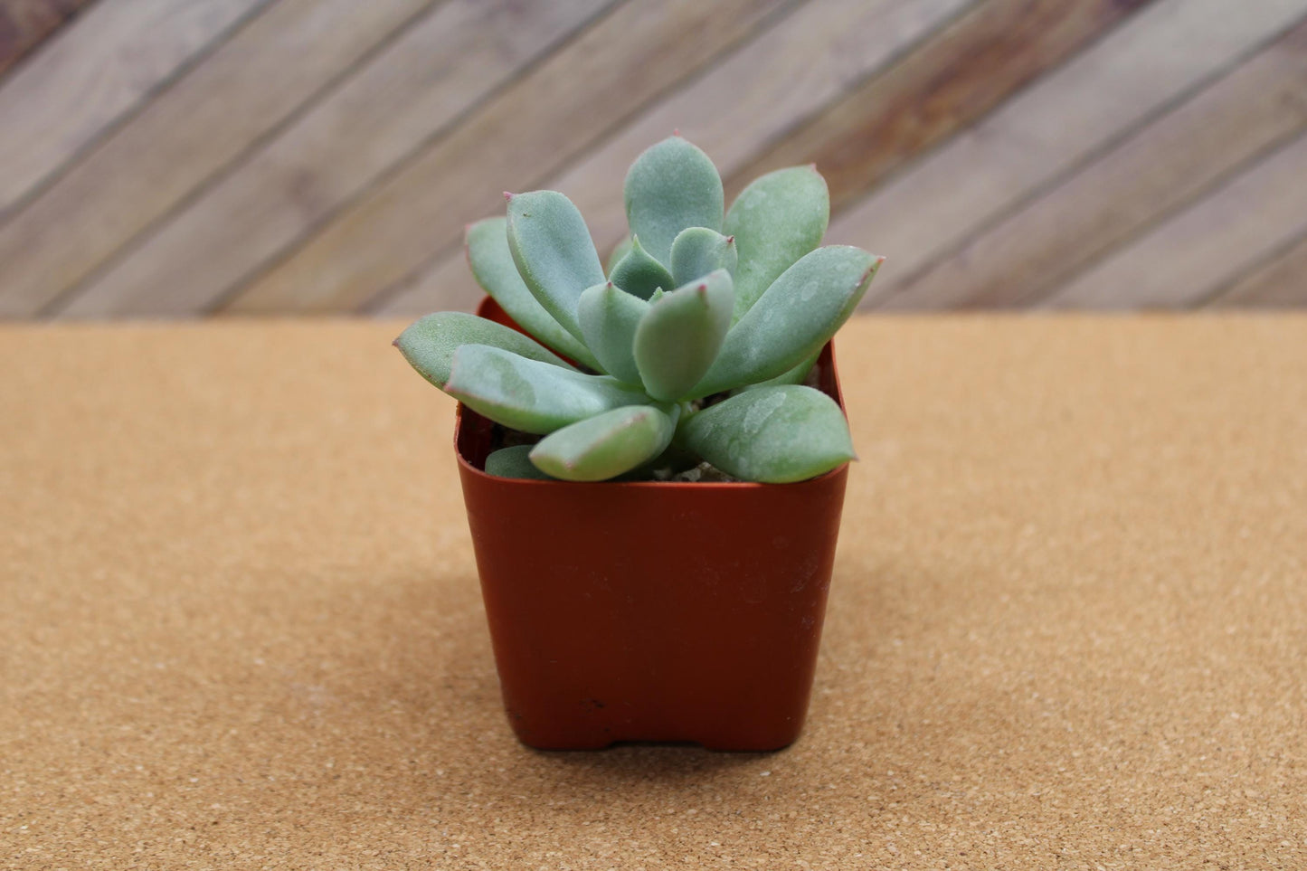 2 Inch Echeveria ‘Green Goddess’