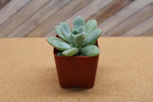 2 Inch Echeveria ‘Green Goddess’