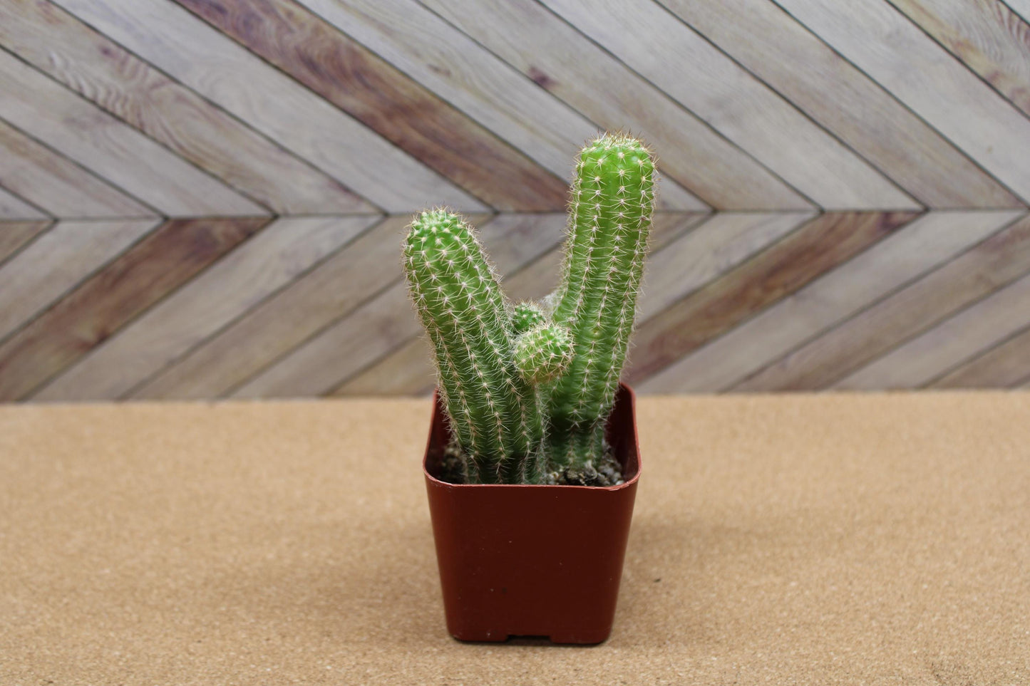 2 inch Echinopsis chamaecereus 'Peanut Cactus'